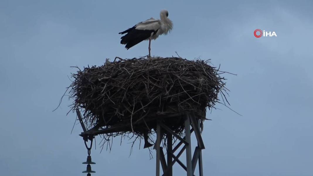 O kentte yüksek gerilim hattı direklerinde şoke eden görüntüler! 5 bin kilometre yoldan geldiler 23